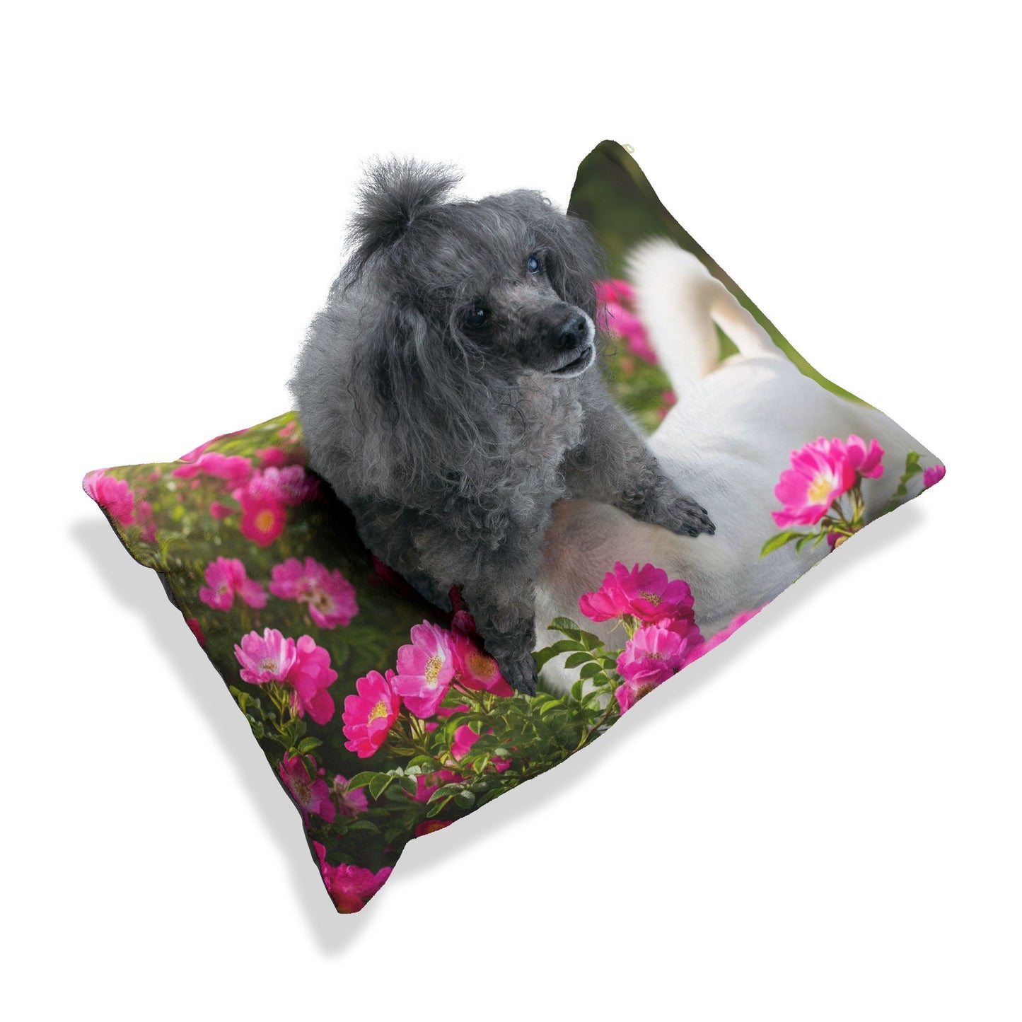 Norrbottenspets Pet Bed