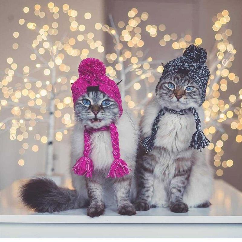 Gorros de punto cálidos para mascotas con bola esponjosa para otoño e invierno
