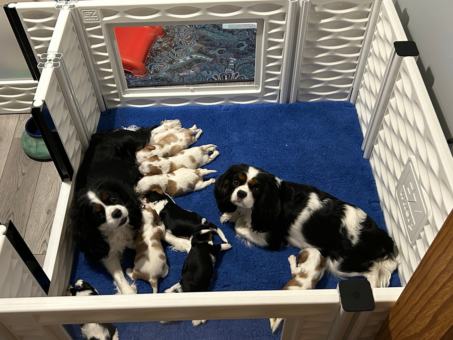 Caja de parto con ventana EZclassic con conjunto de riel