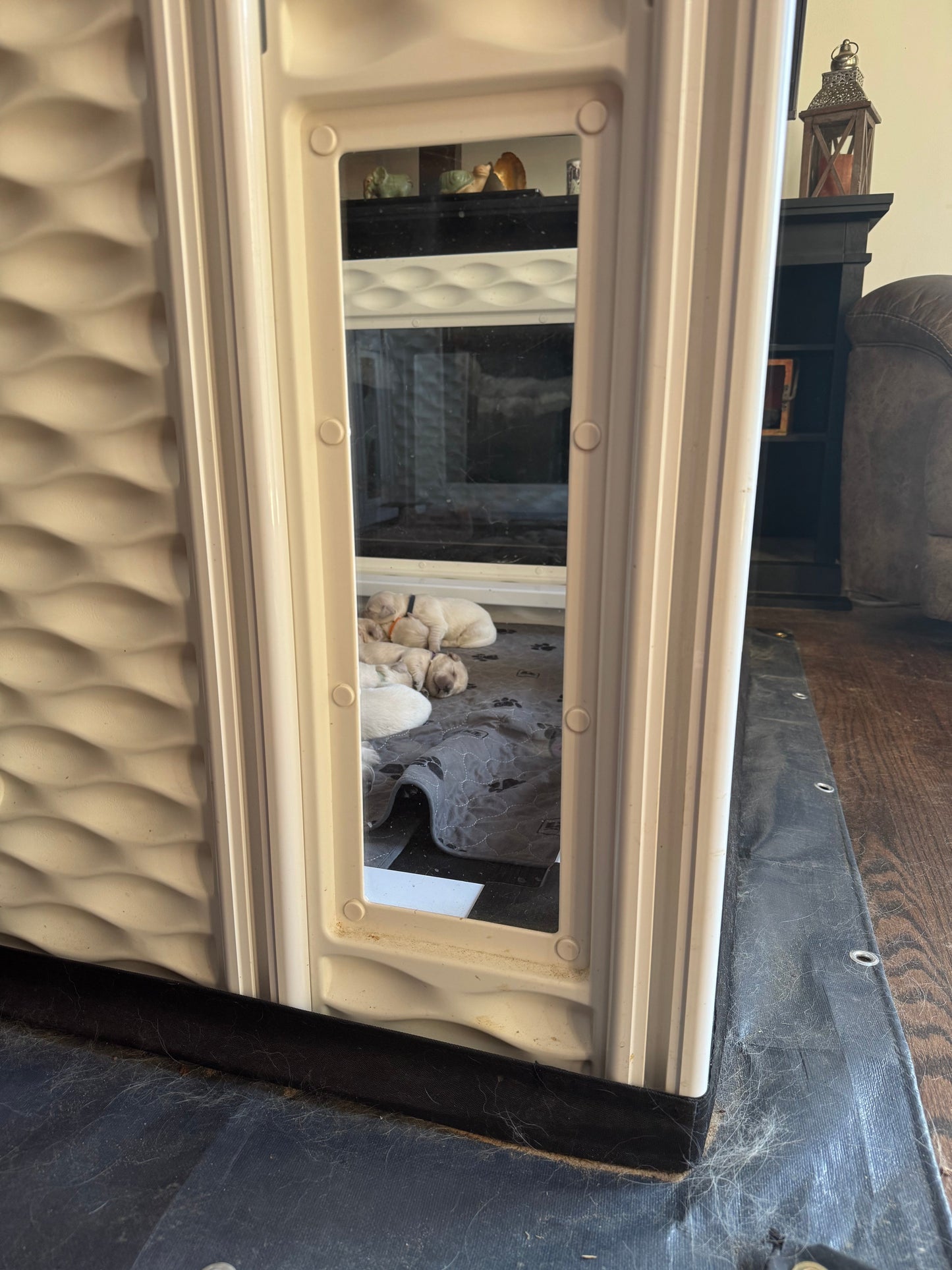 Caja de parto con ventana alta EZclassic con conjunto de riel