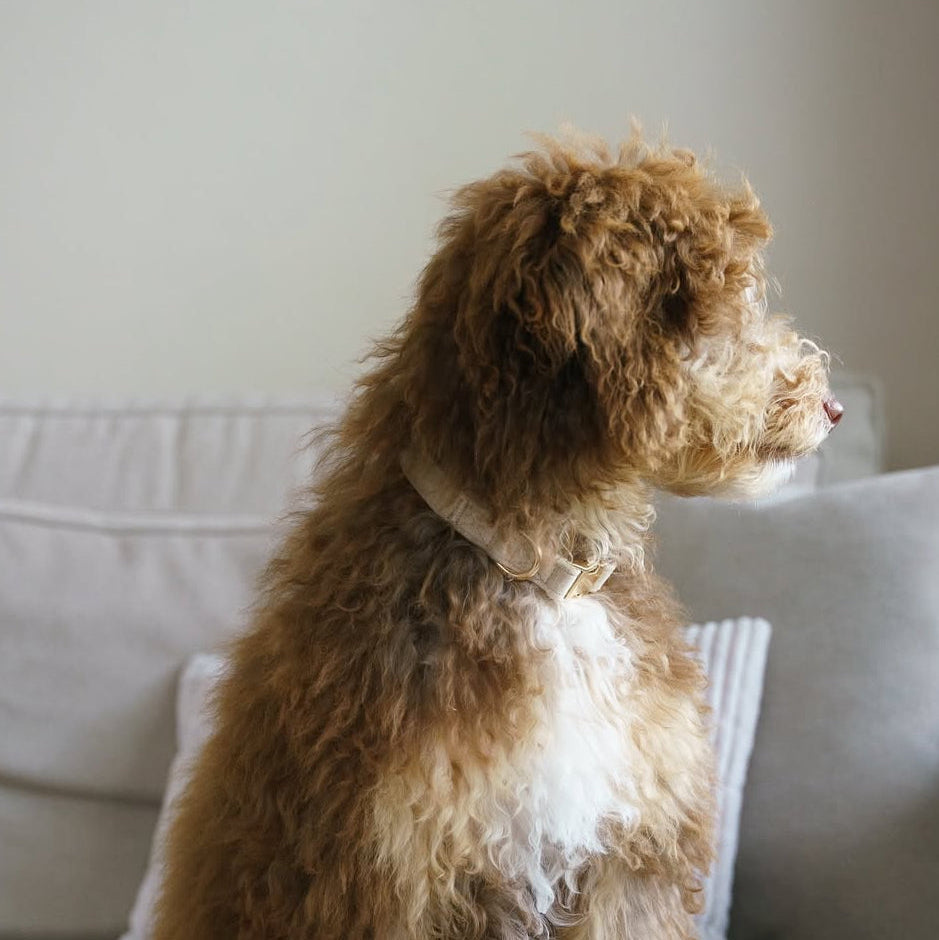 Collier pour chien en velours « Sable »