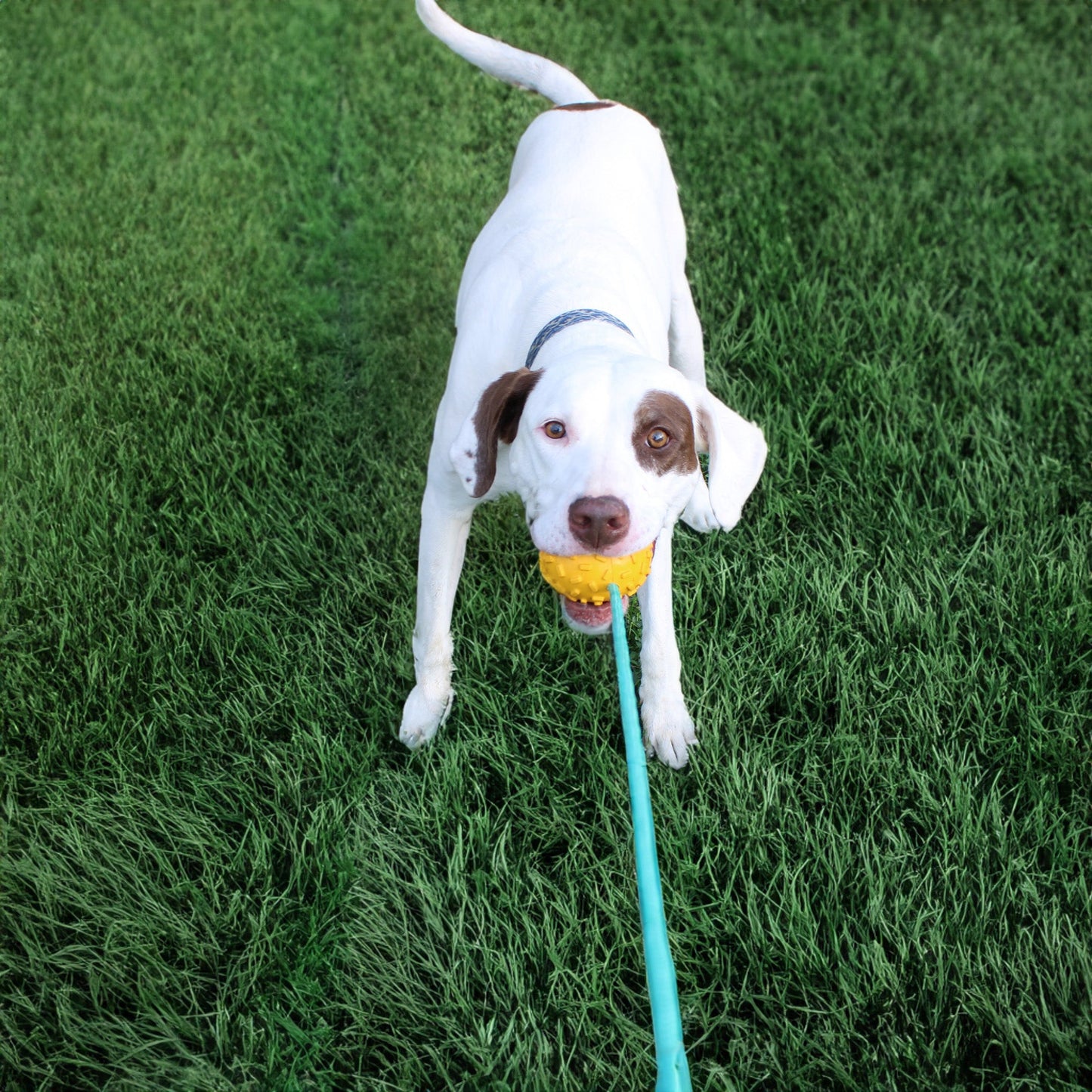Jouet à mâcher en corde Mako Treat n Chew