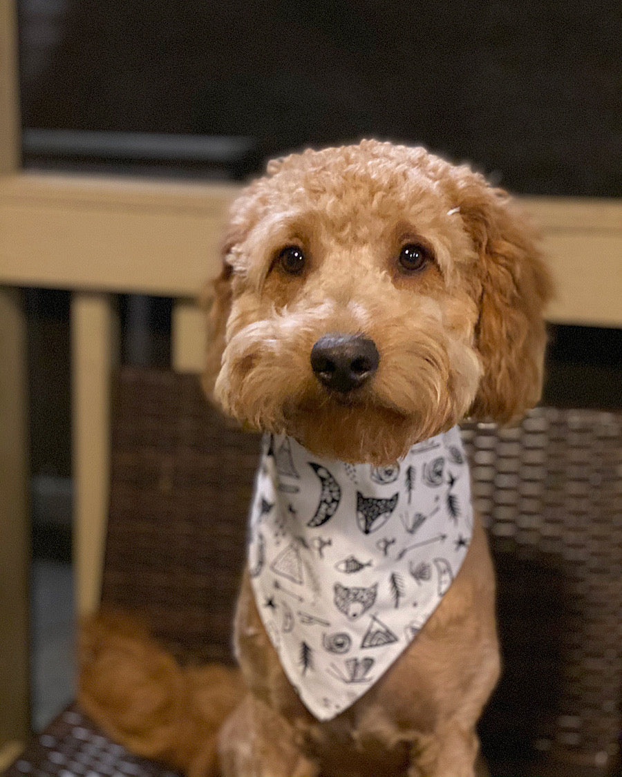 Bandana para perros "Aventura"