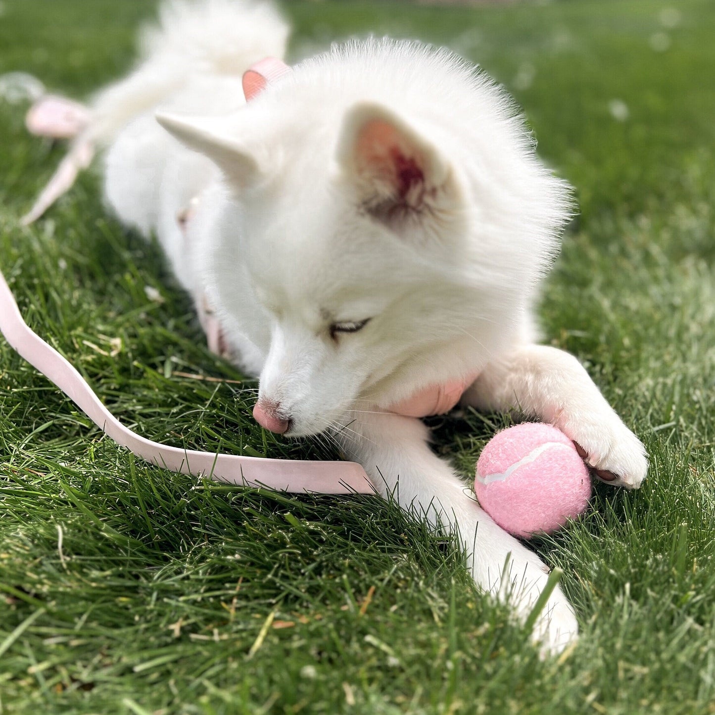 Pelota de tenis clásica - Rosa