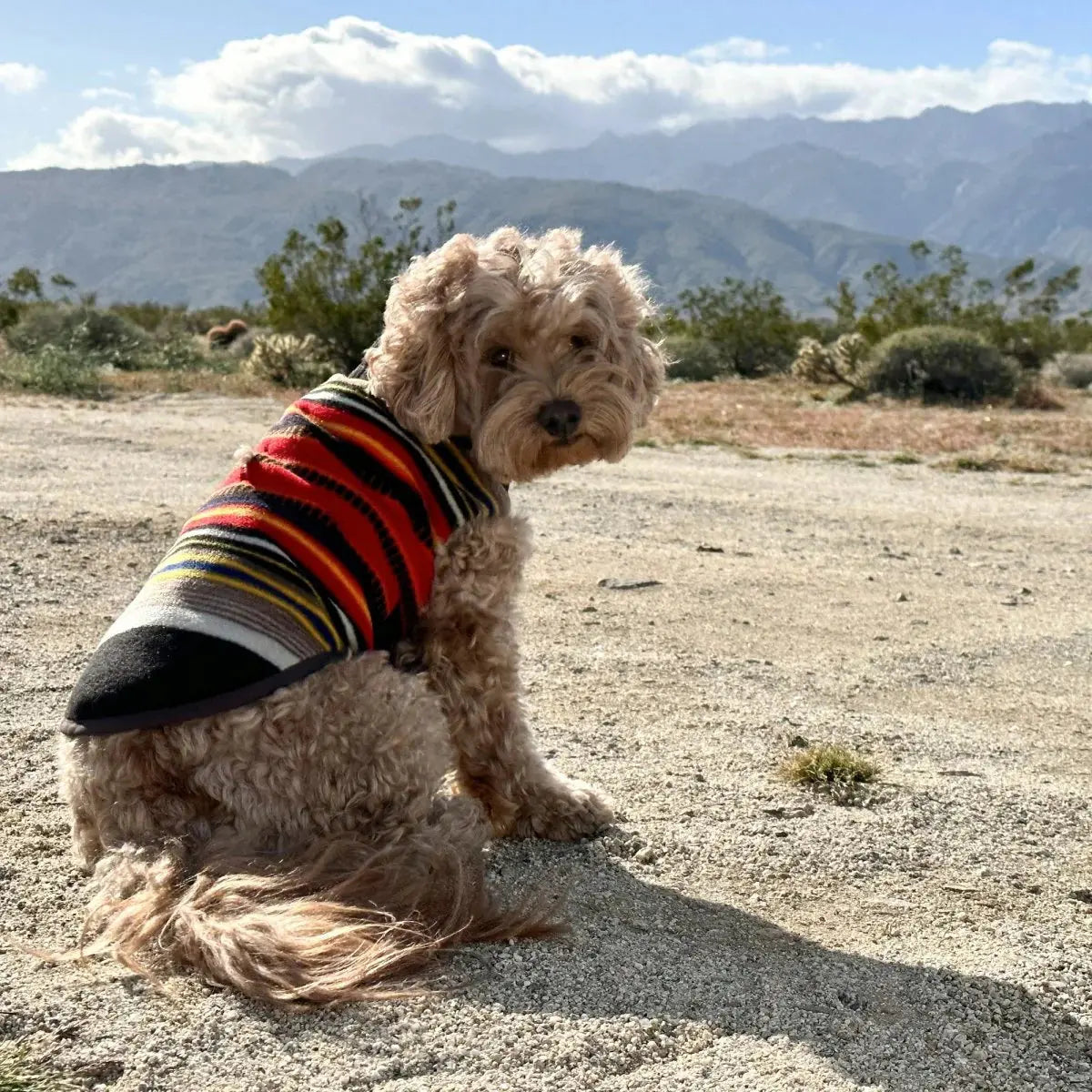Chaleco para perros del Parque Nacional Pendleton