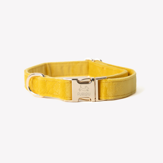 Collier pour chien en velours « jaune »