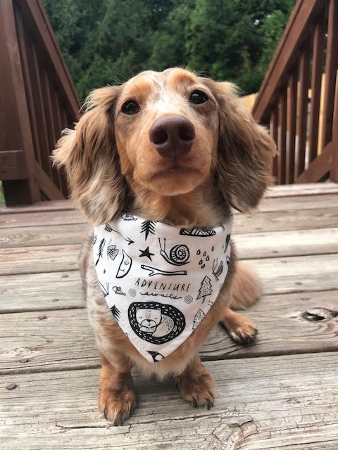 Bandana para perros "Aventura"