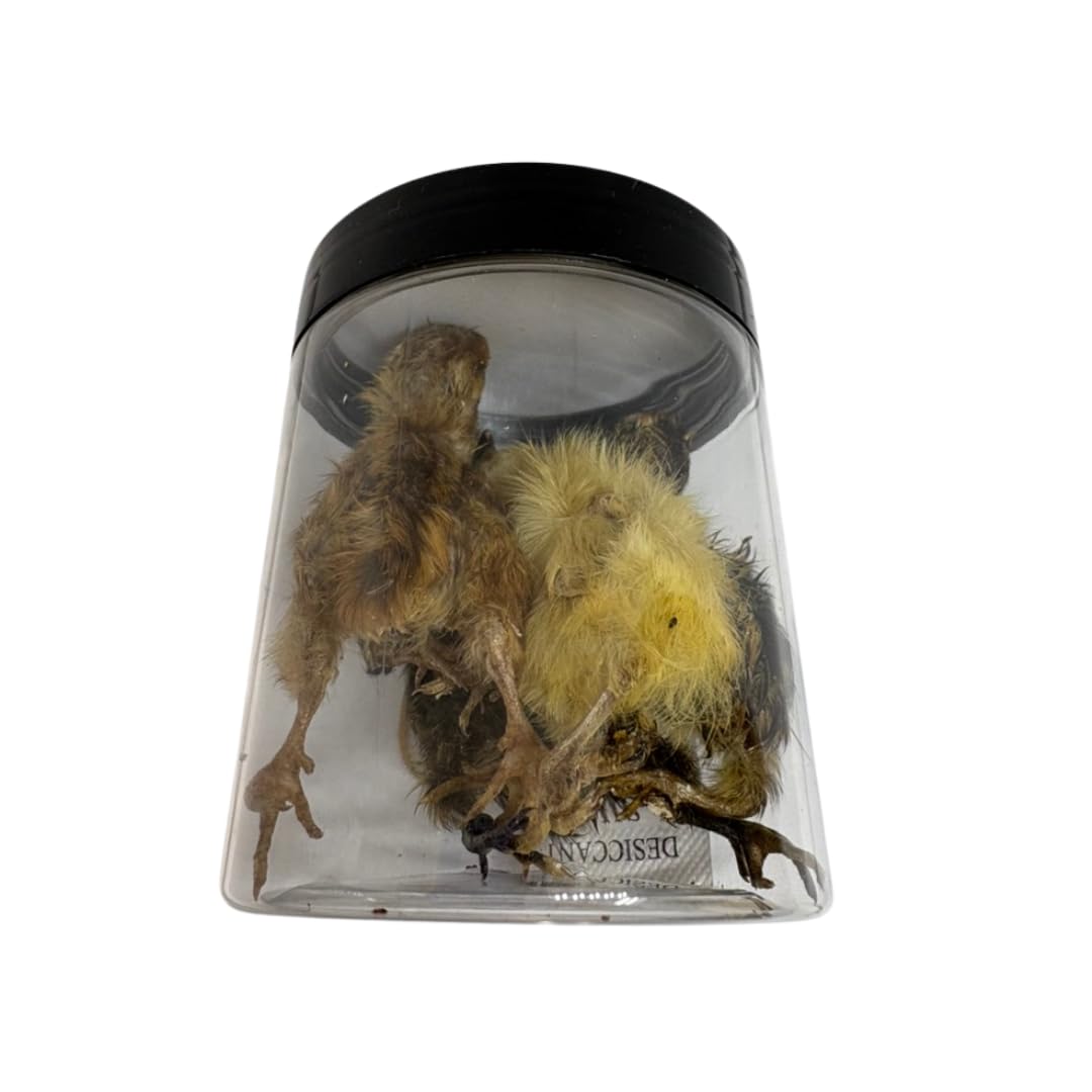 Codorniz entera para mascotas carnívoras - Golosinas naturales de primera calidad para mascotas - Codorniz - Alimentación natural de presas - Codorniz liofilizada para nutrientes y enzimas esenciales. Tamaño pequeño. 5 unidades.