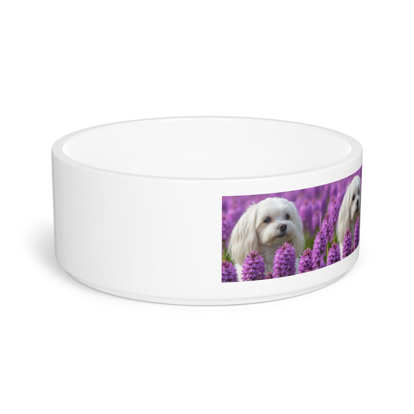 Gamelle pour chien maltais