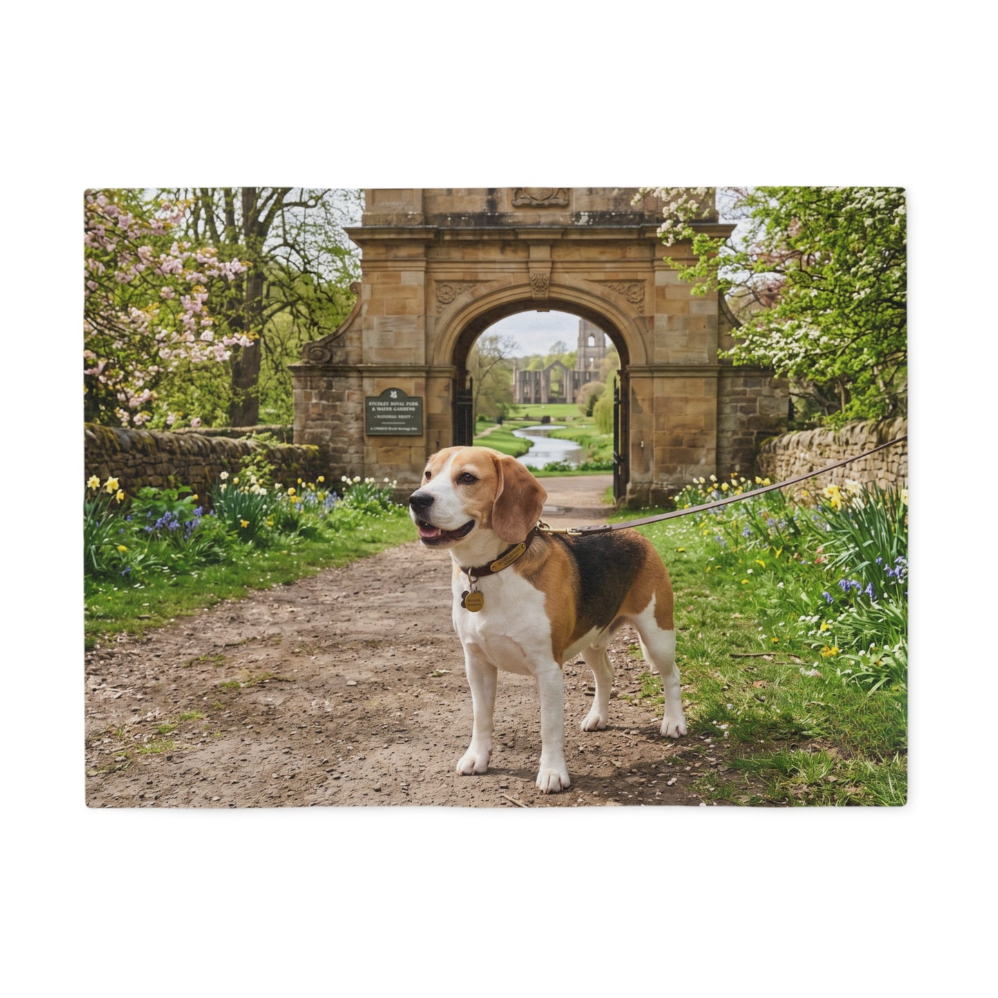 Beagle Blanket