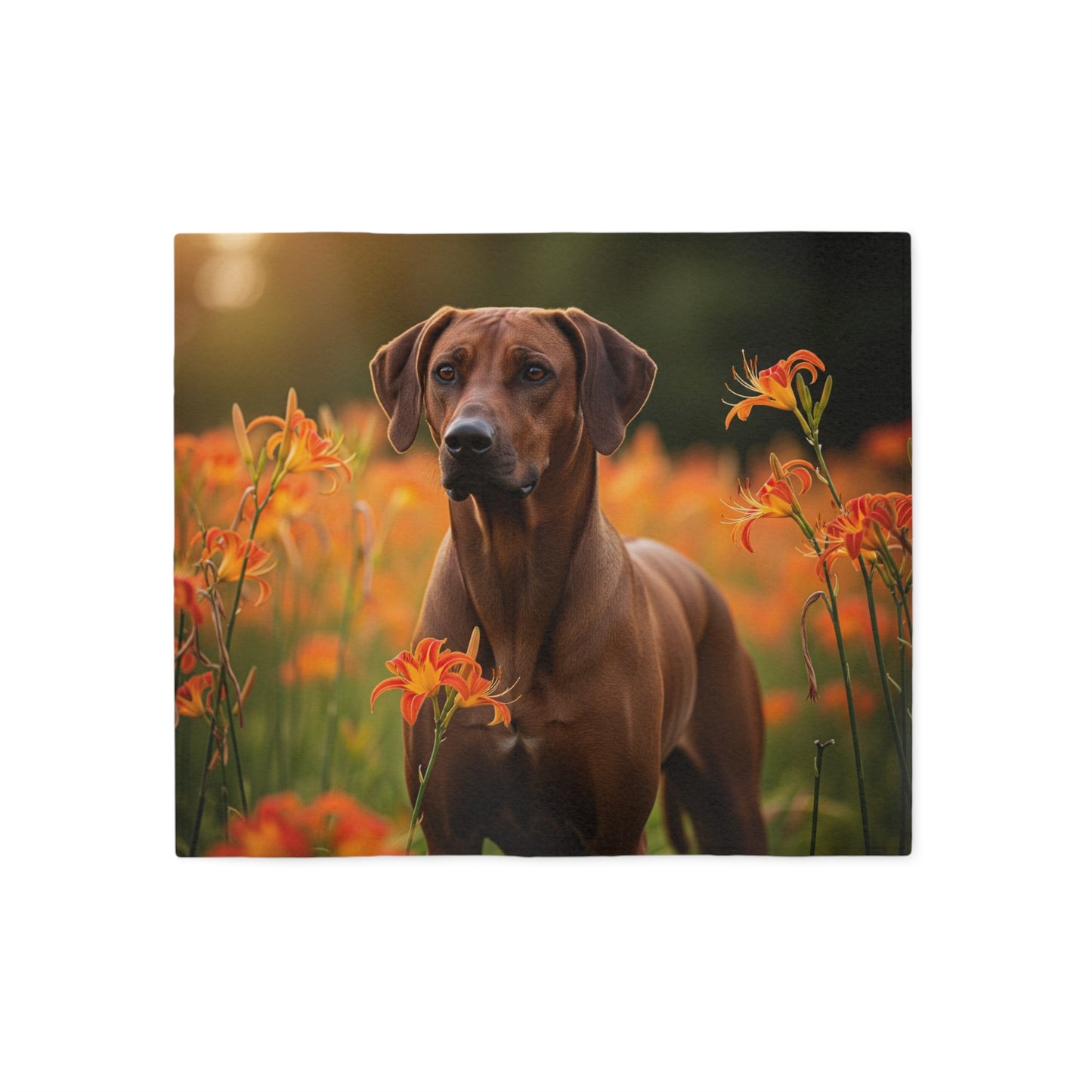 Manta tipo sudadera con capucha para perro cresta de Rodesia