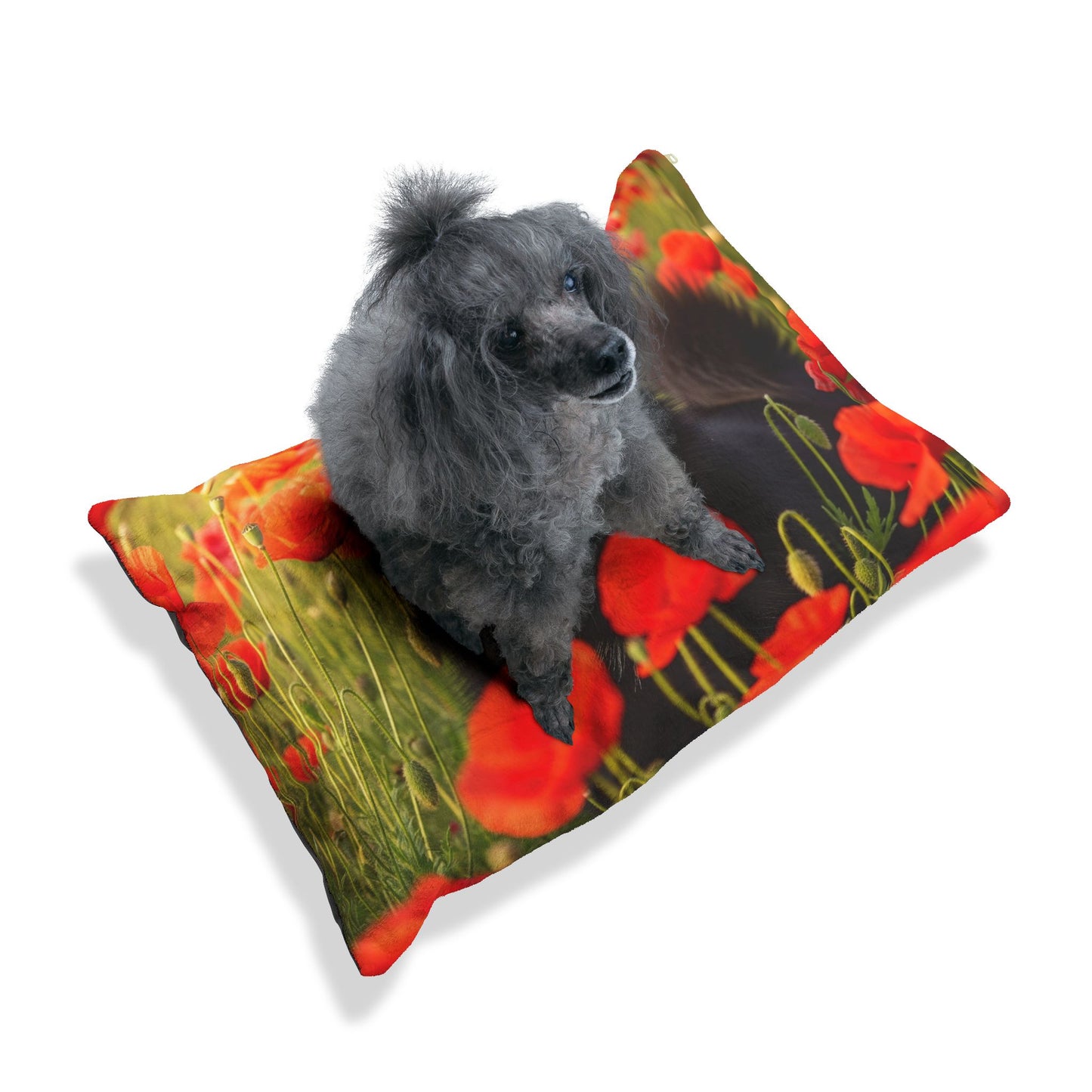 Lit pour animaux Schipperke