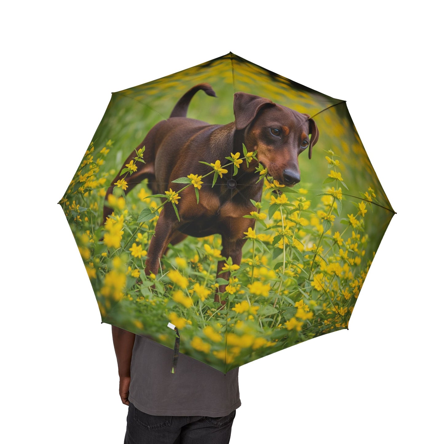 Paraguas plegable semiautomático de Pinscher alemán
