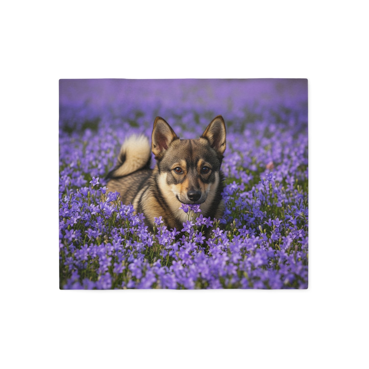 Sweat-shirt Vallhund suédois Couverture