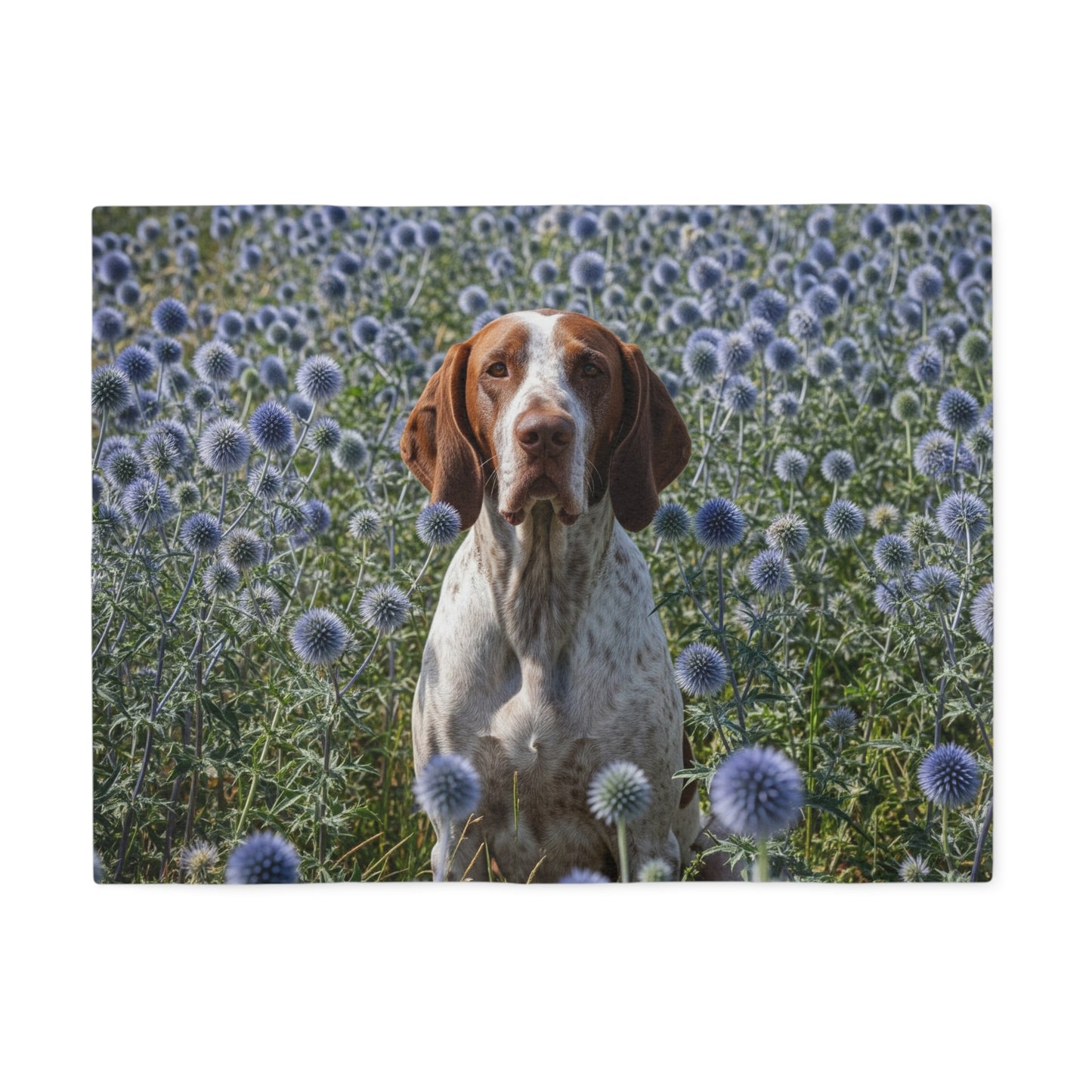 Braque Francais Pyrenean Sweatshirt Blanket