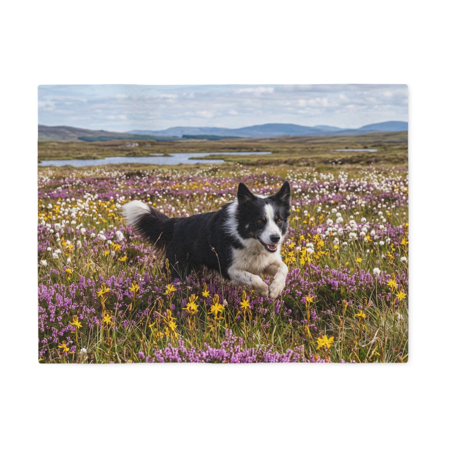 Border Collie Blanket