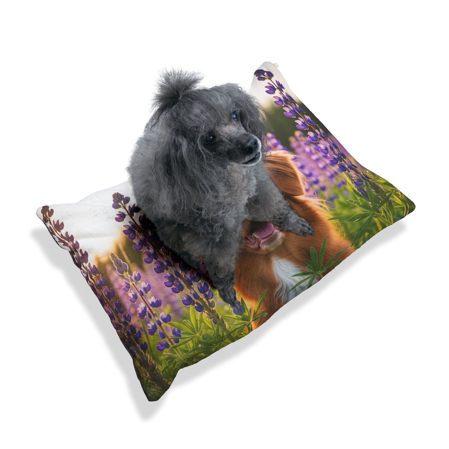 Nova Scotia Duck Tolling Retriever Pet Bed