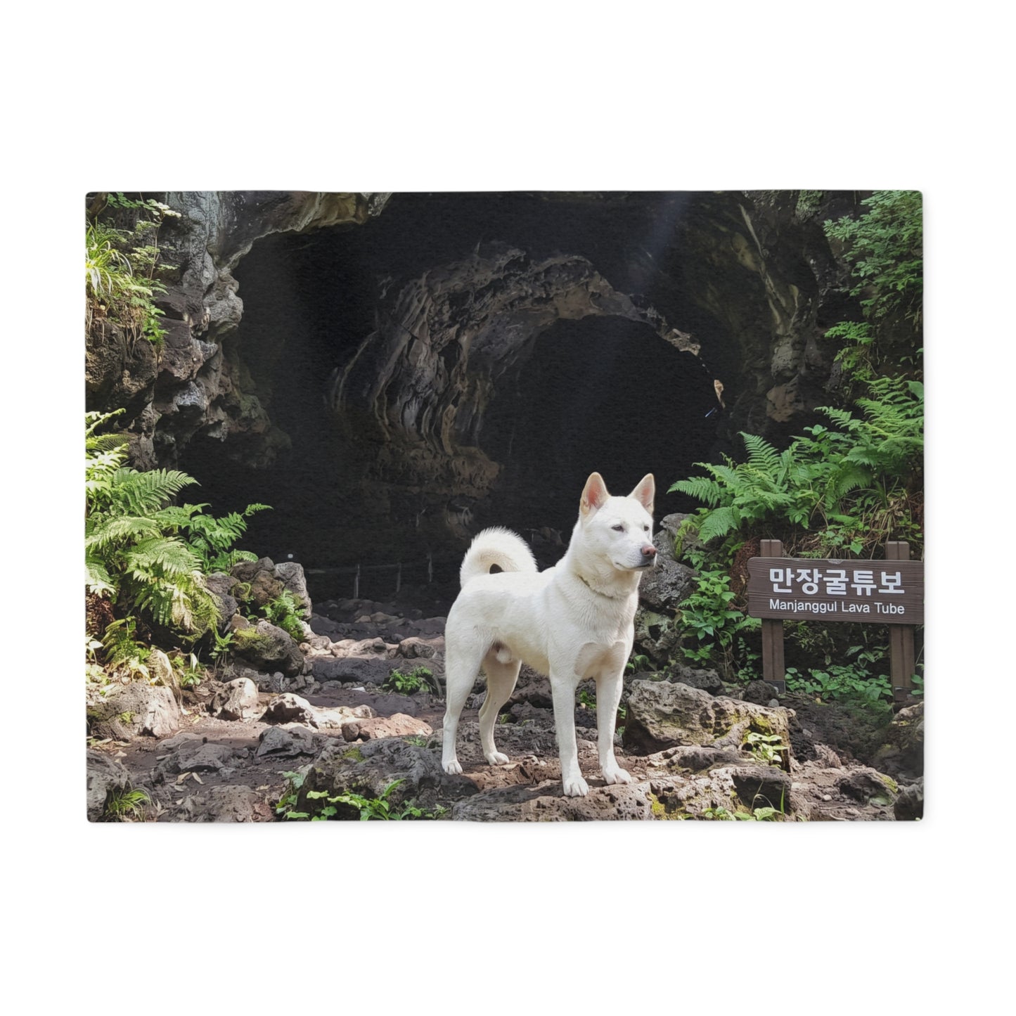 Korean Jindo Dog Blanket