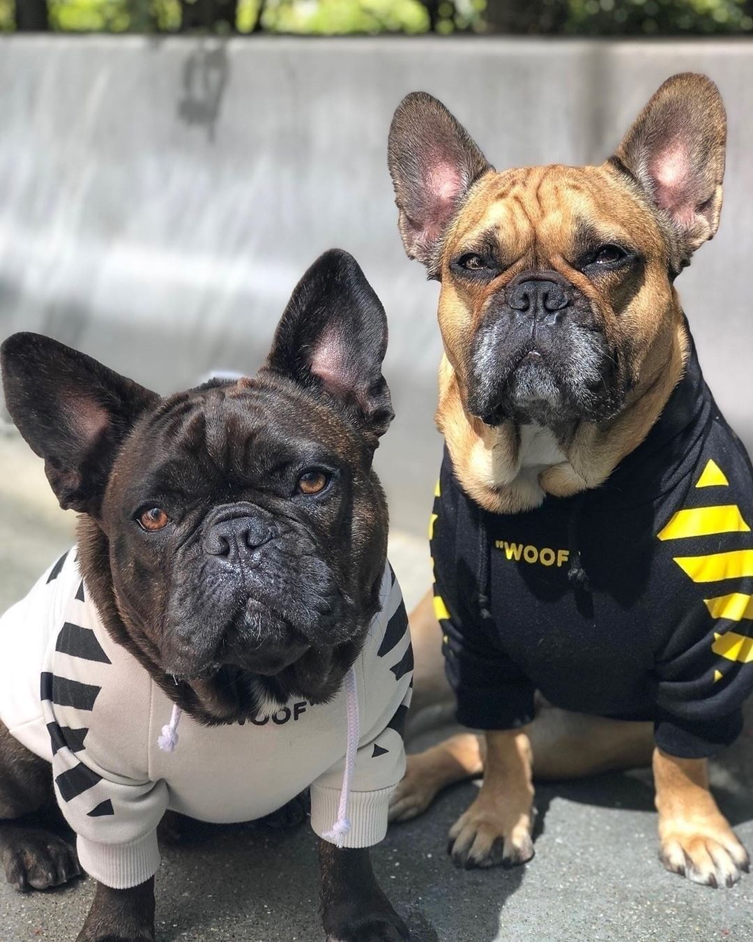 Sweat à capuche Fresh Pawz Woof pour chien