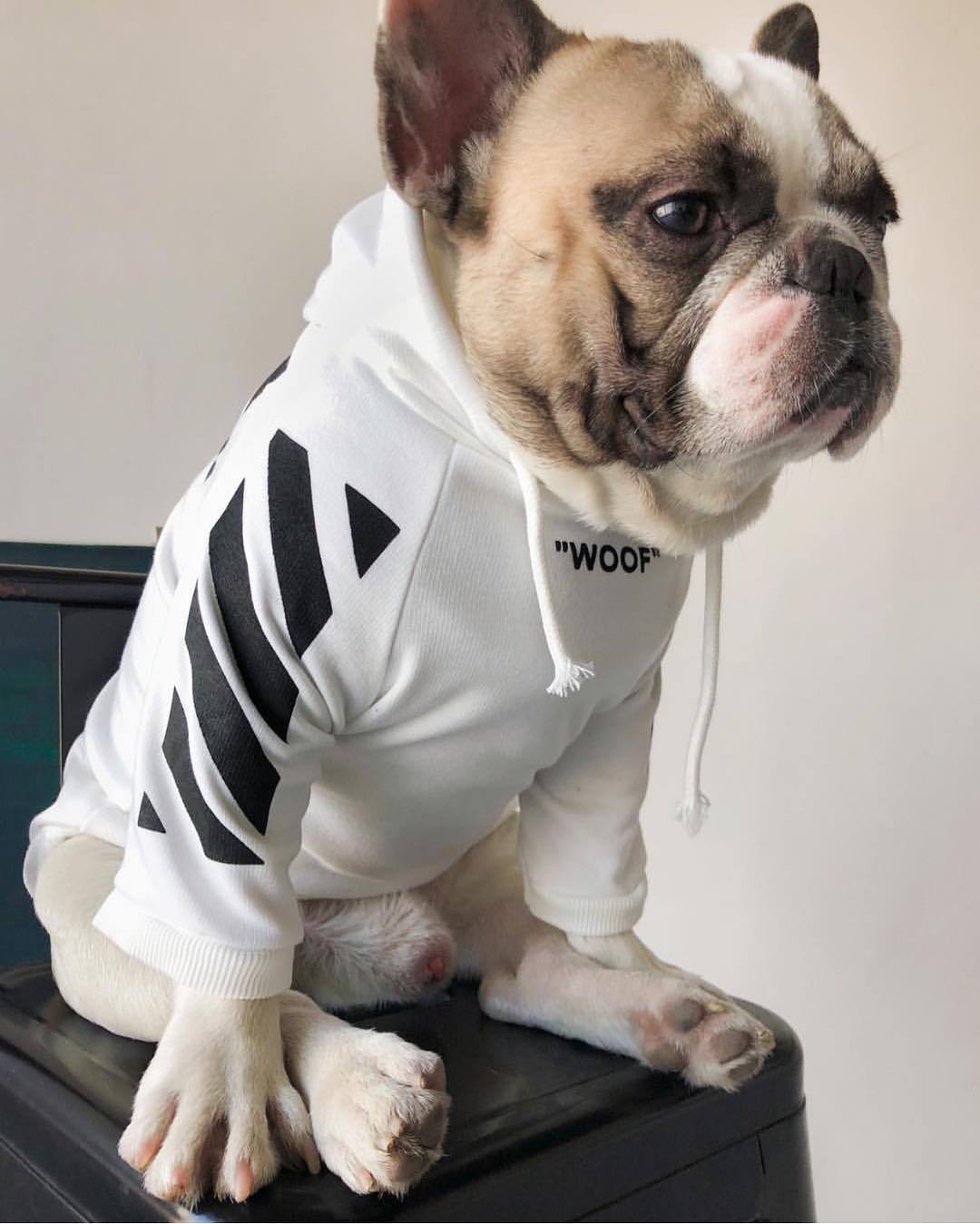 Sweat à capuche Fresh Pawz Woof pour chien