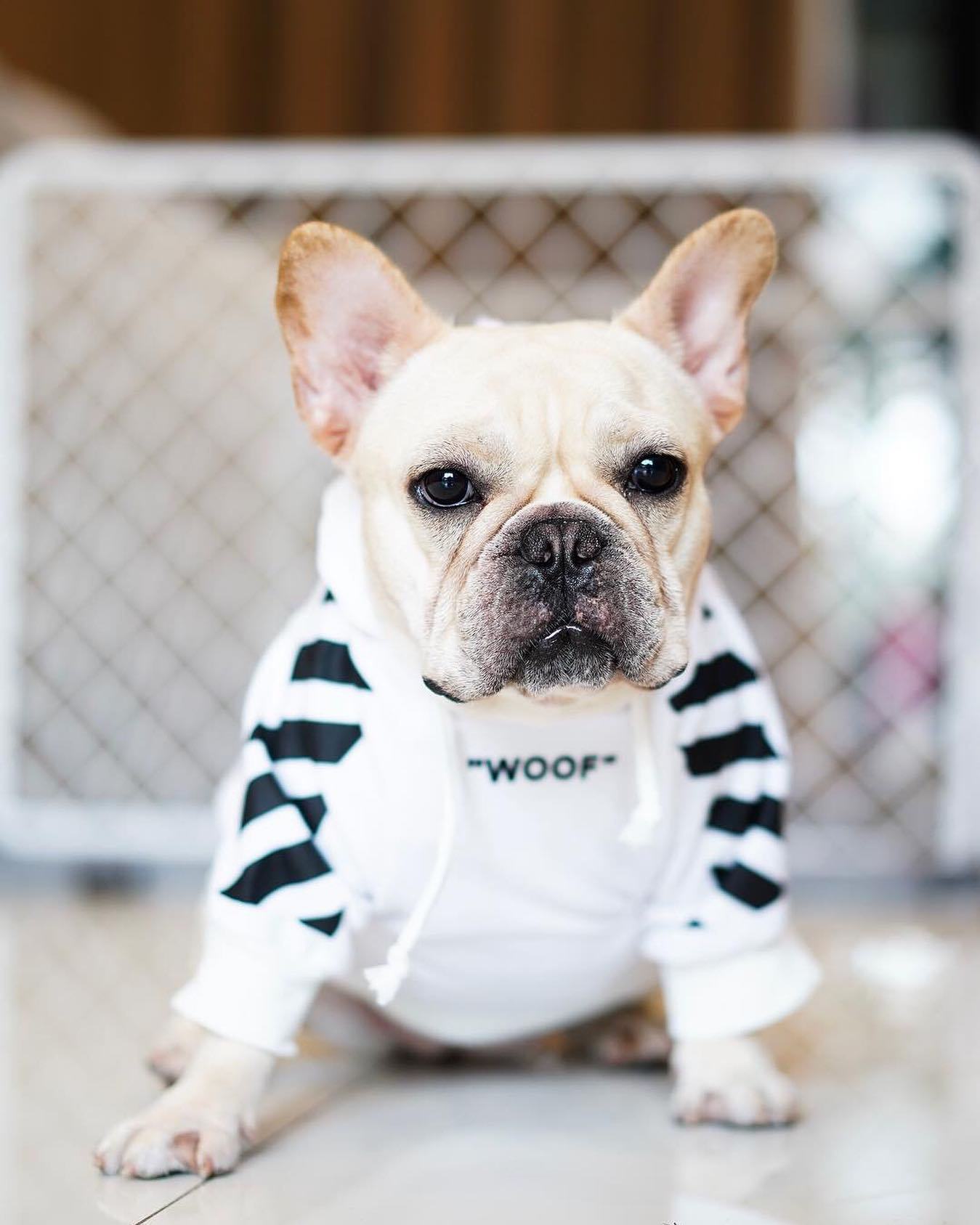Sweat à capuche Fresh Pawz Woof pour chien