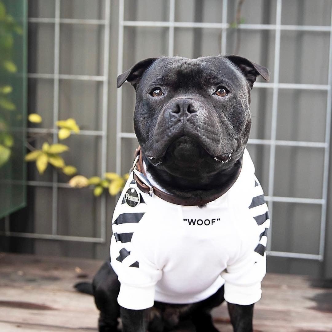 Sweat à capuche Fresh Pawz Woof pour chien