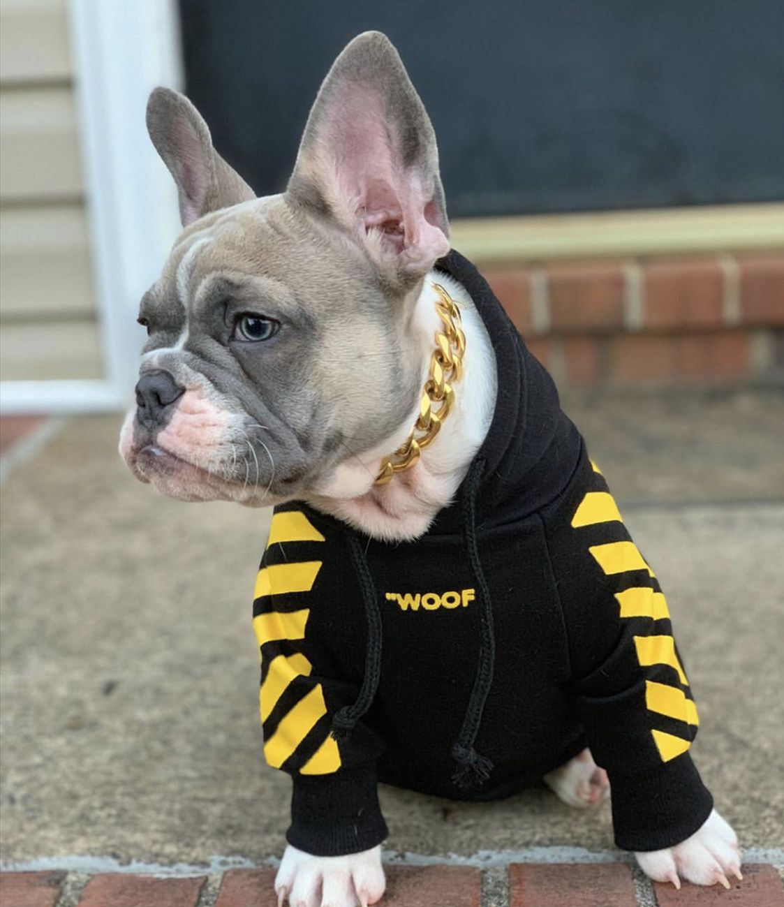 Sweat à capuche Fresh Pawz Woof pour chien