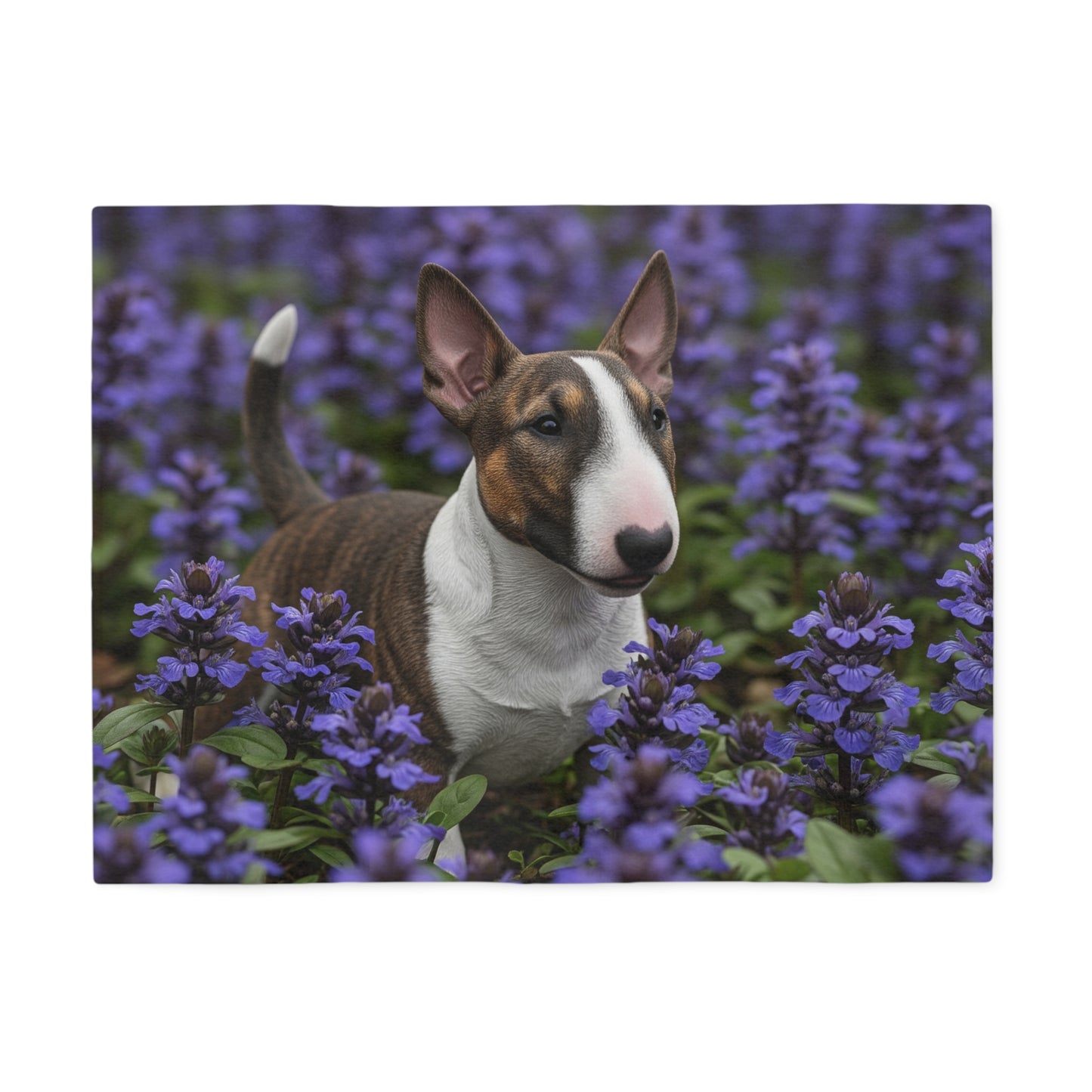 Couverture en sweat-shirt pour Bull Terrier Miniature