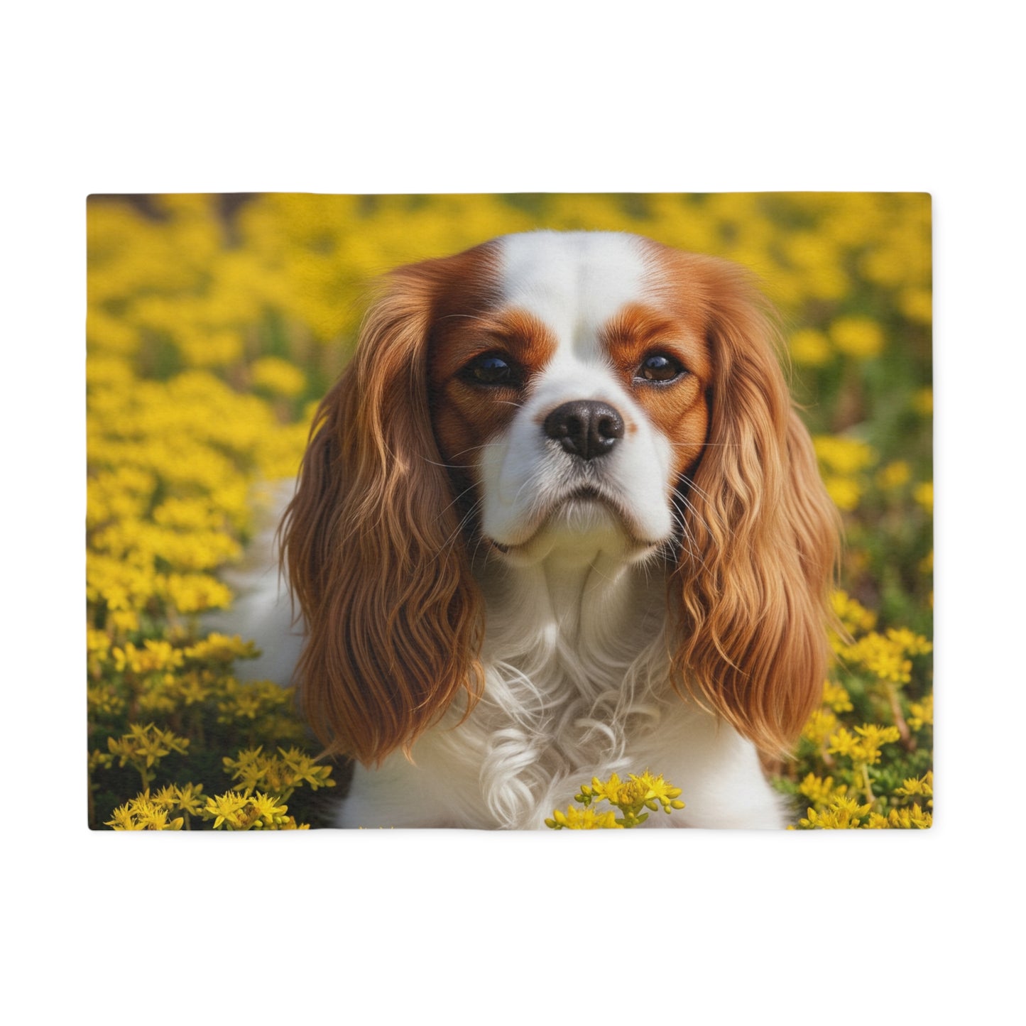 Cavalier King Charles Spaniel Sweatshirt Blanket