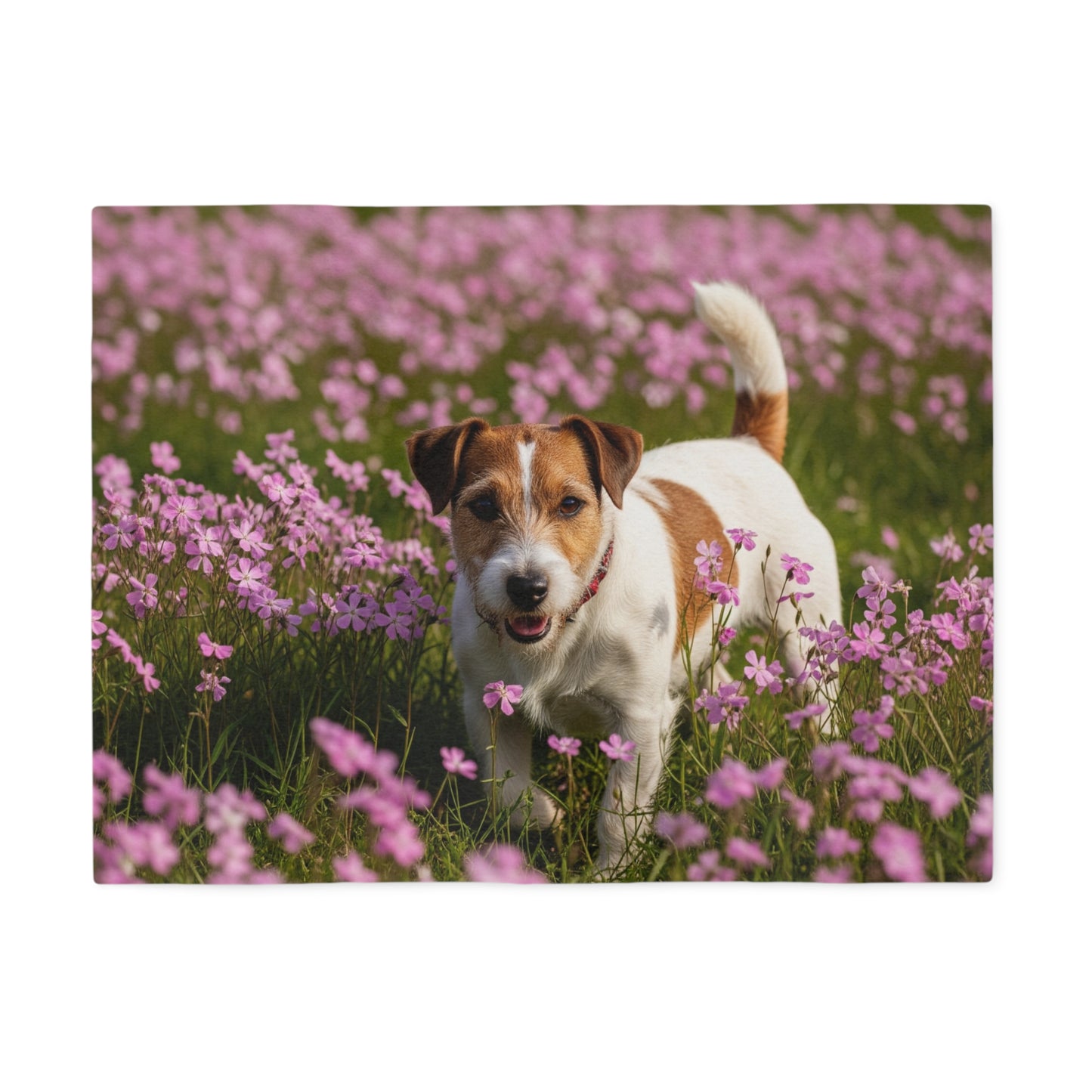 Parson Russell Terrier Sweatshirt Blanket