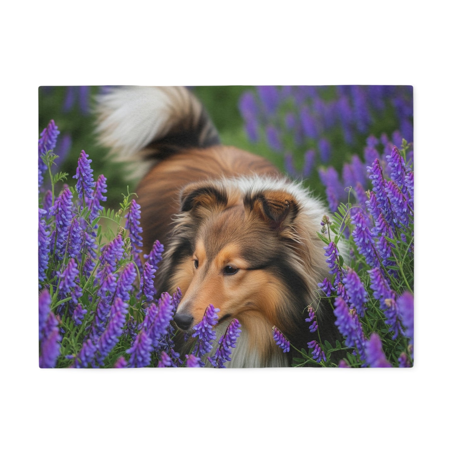 Couverture en sweat-shirt avec motif de berger des Shetland