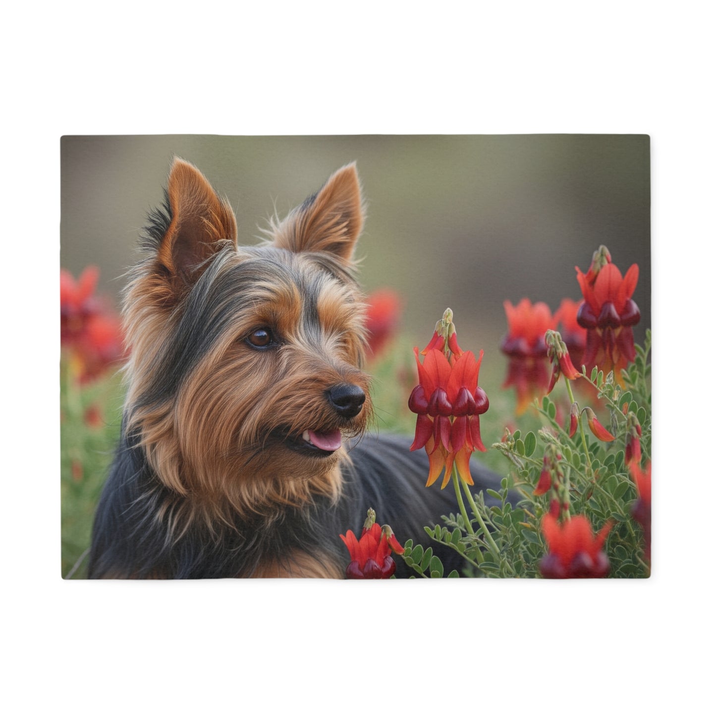 Manta sudadera con diseño de Silky Terrier