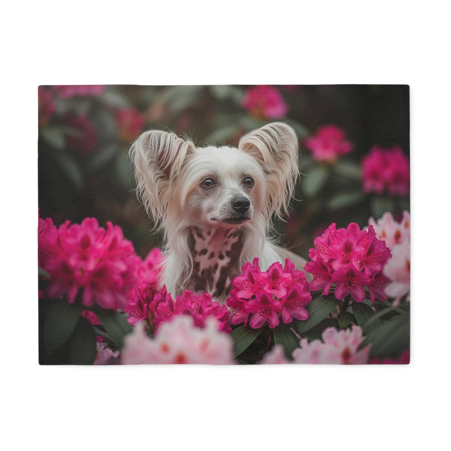 Chinese Crested Sweatshirt Blanket