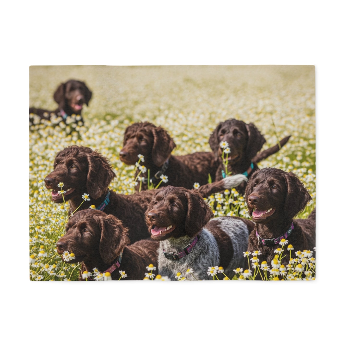 Couverture en sweat-shirt Pudelpointer