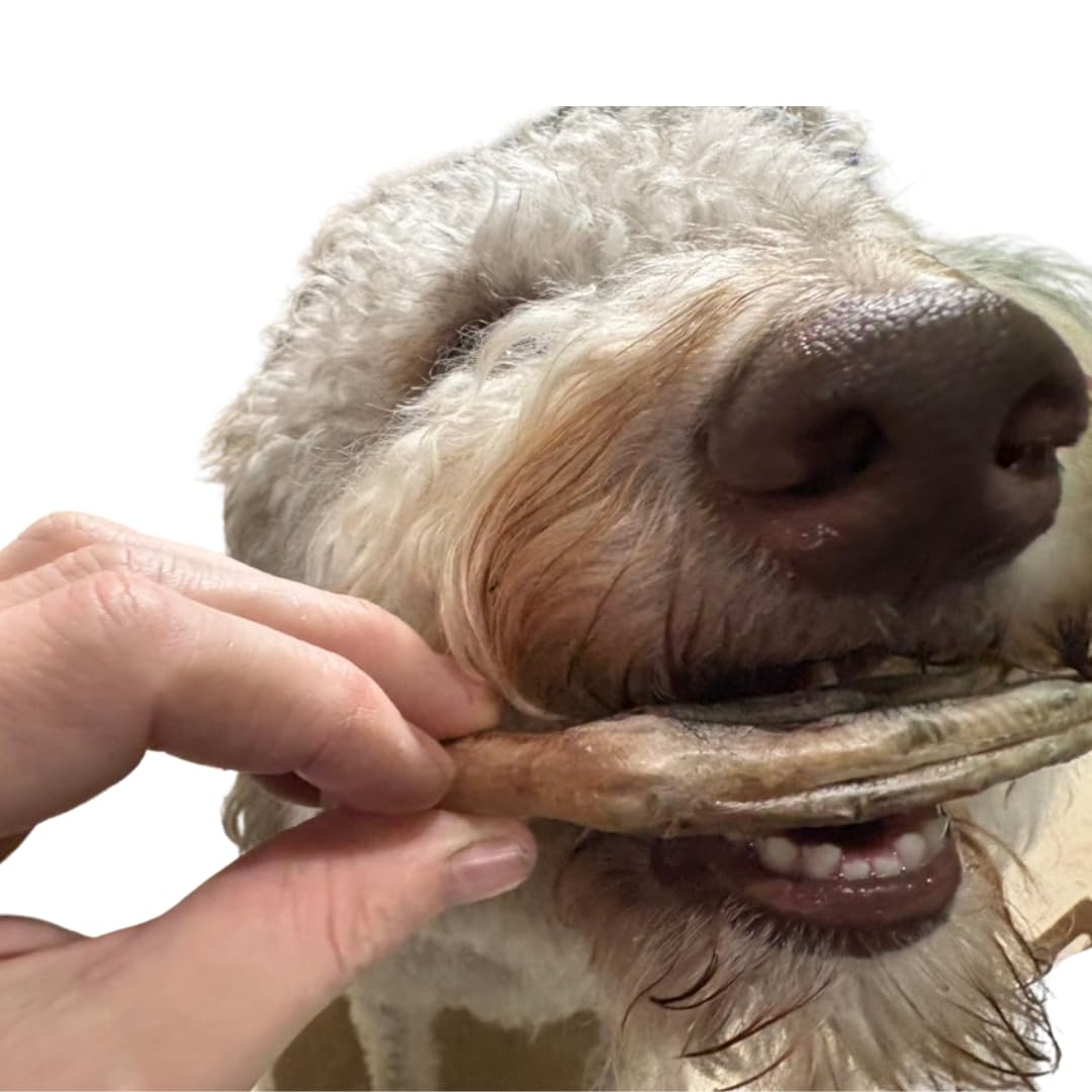 Pattes de canard lyophilisées pour chiens, soutien articulaire naturel, paquet de 10 - Qualité supérieure fabriquée aux États-Unis