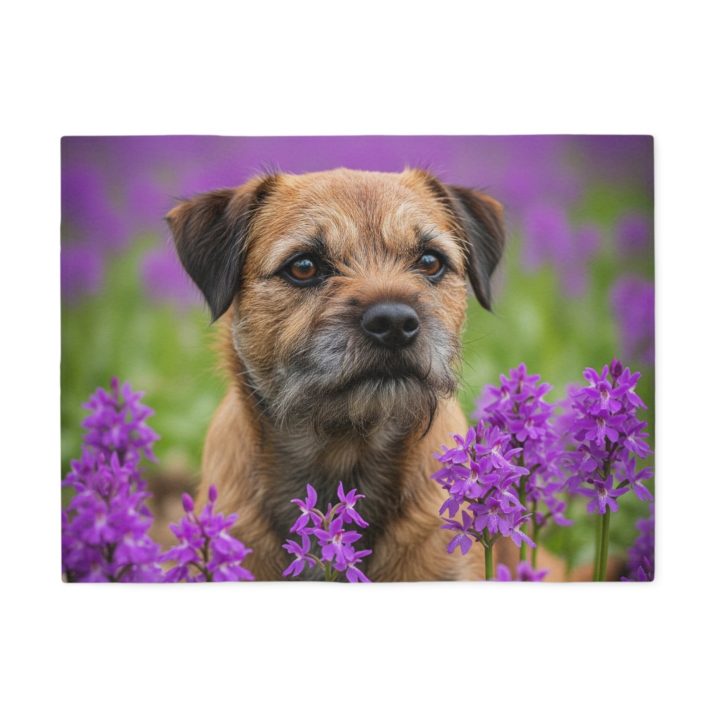 Border Terrier Sweatshirt Blanket