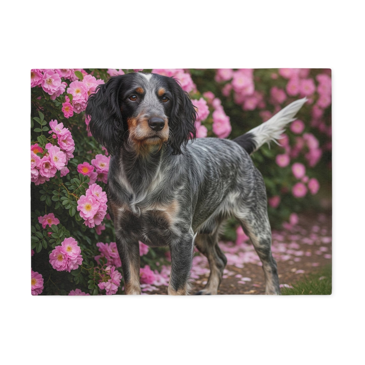 Blue Picardy Spaniel Sweatshirt Blanket