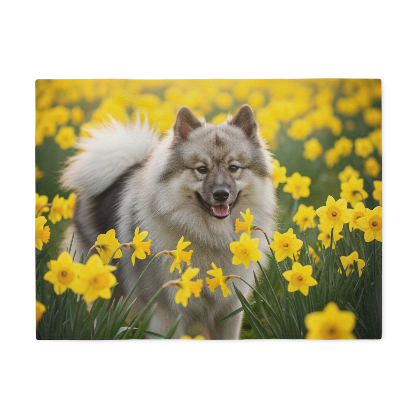 Manta de sudadera Keeshond