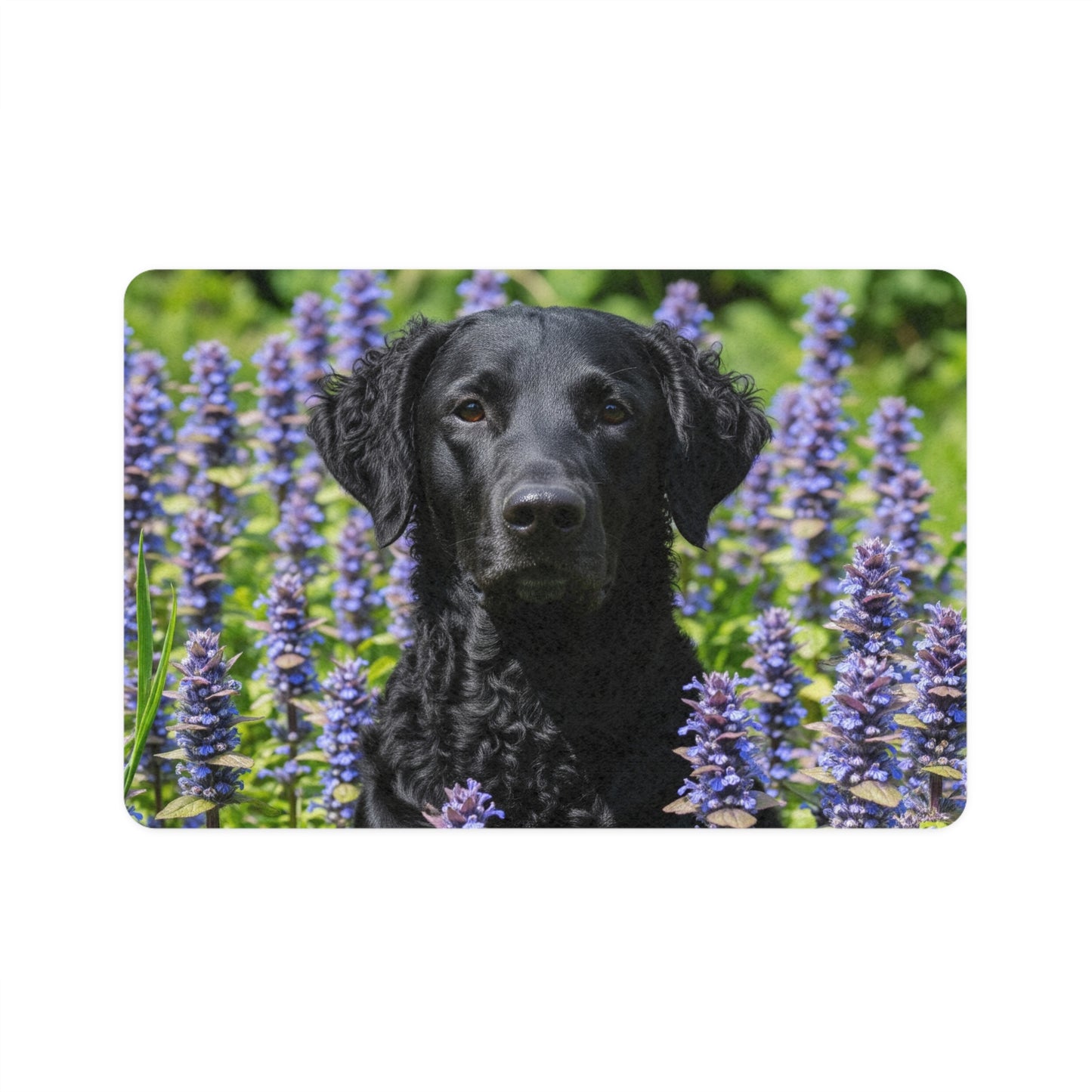 Tapis pour nourriture pour animaux (12x18) - Retriever à poil frisé