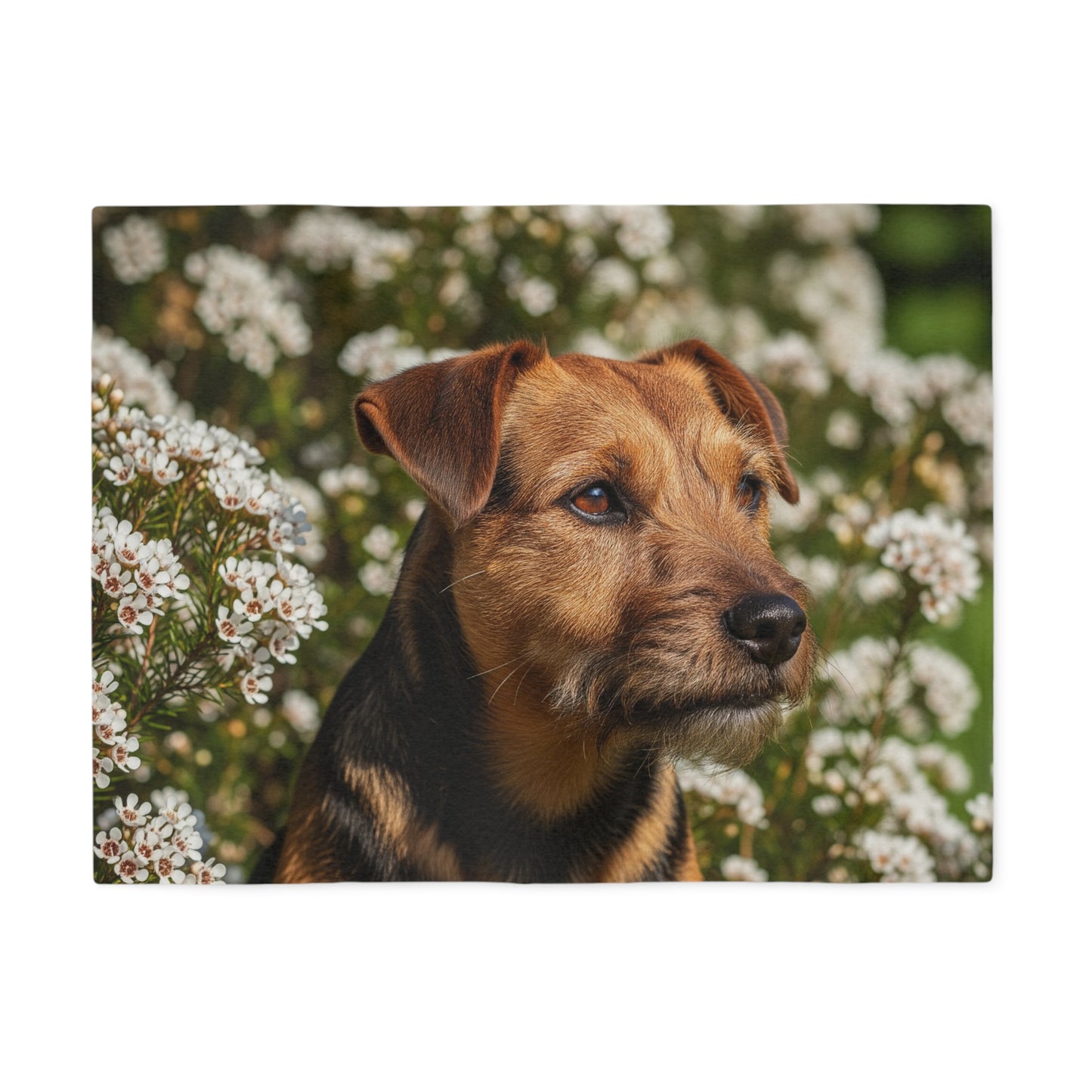 Tenterfield Terrier Sweatshirt Blanket