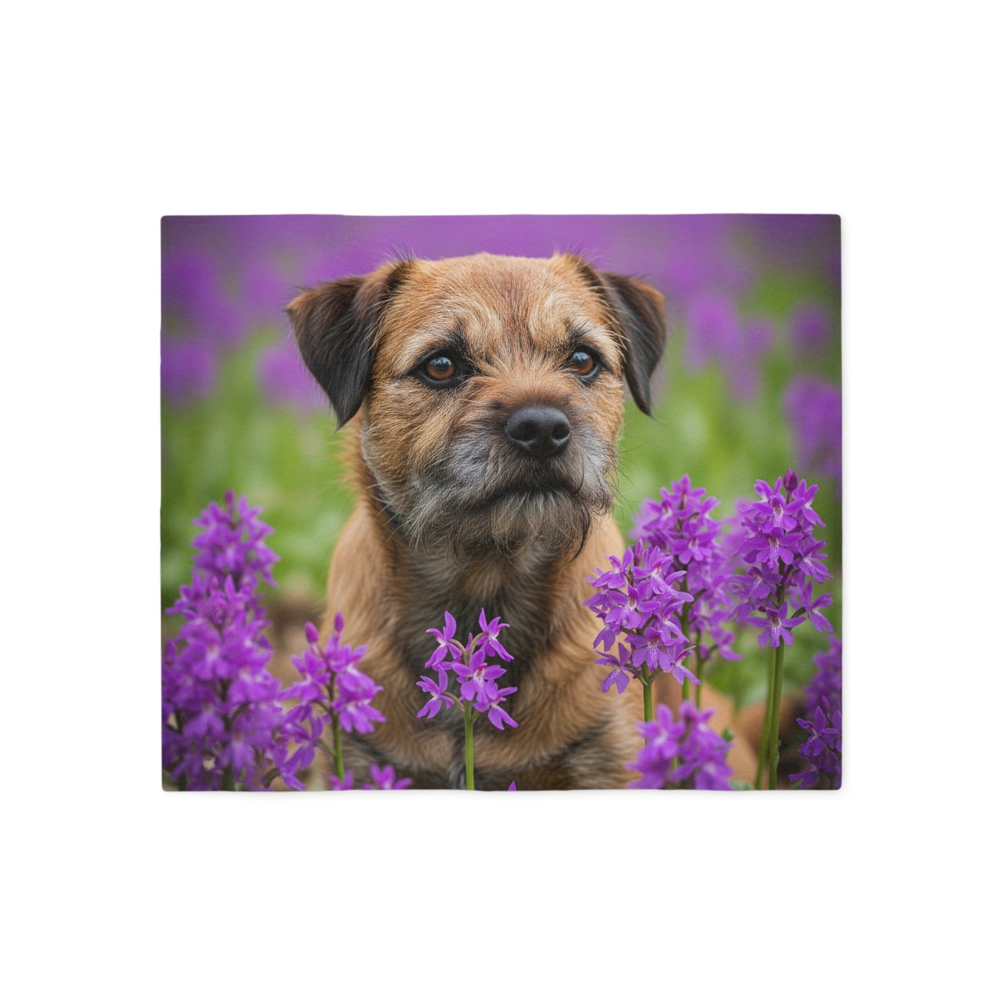 Border Terrier Sweatshirt Blanket