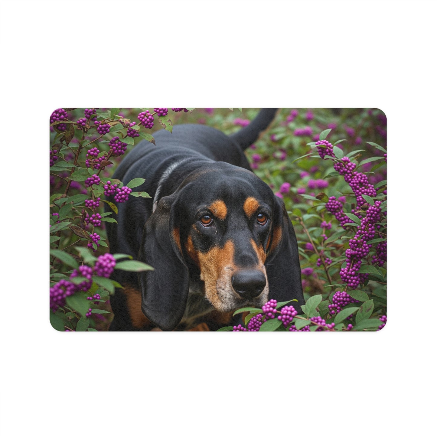 Pet Food Mat (12x18) - Black and Tan Coonhound