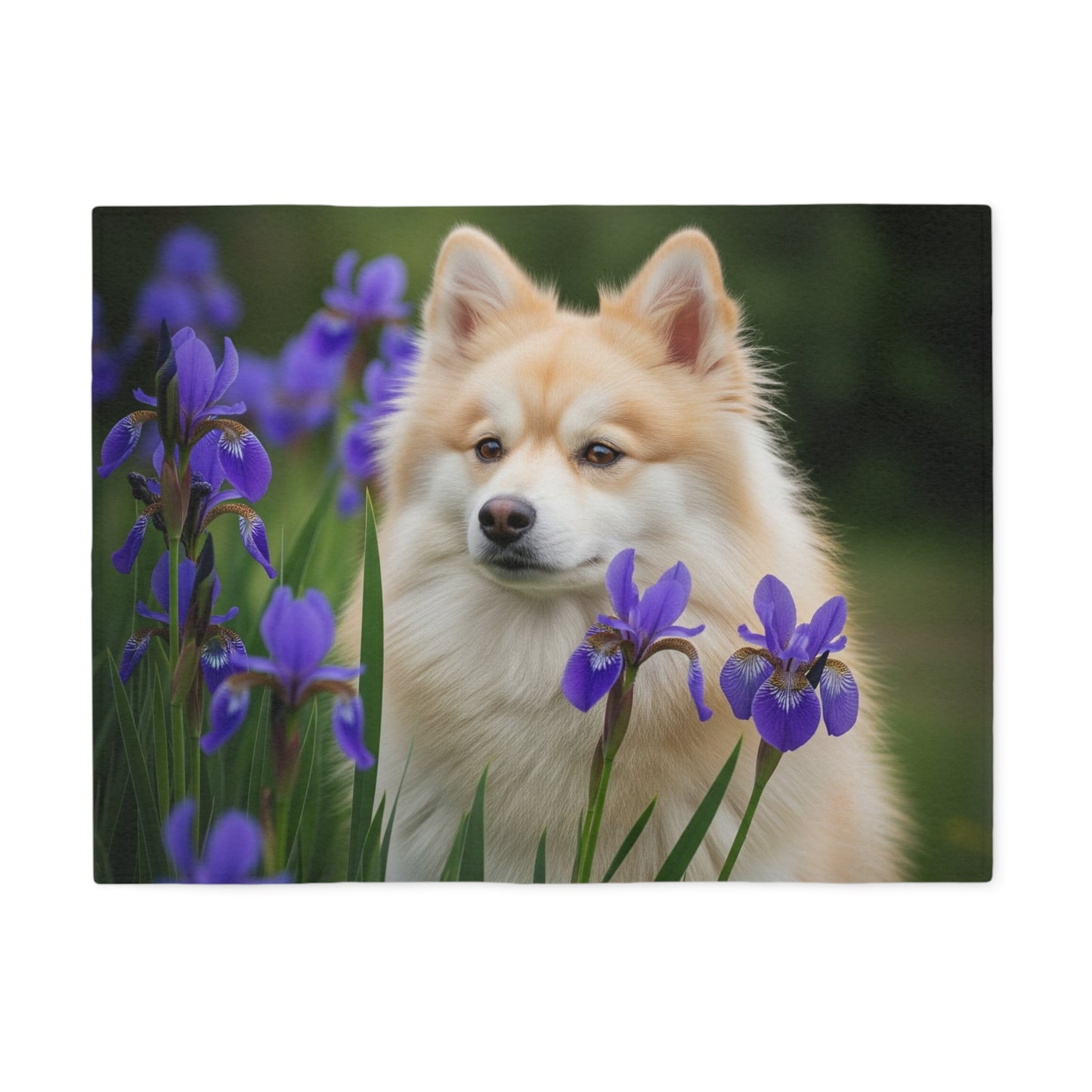 Pomsky Sweatshirt Blanket