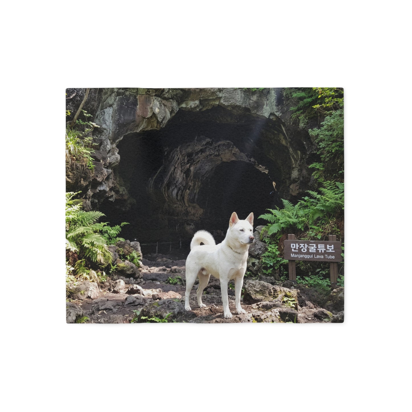 Korean Jindo Dog Blanket
