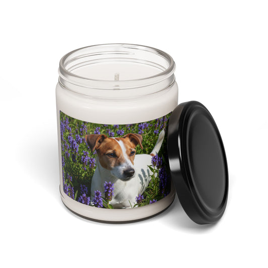 Jack Russell Terrier- Scented Soy Candle, 9oz
