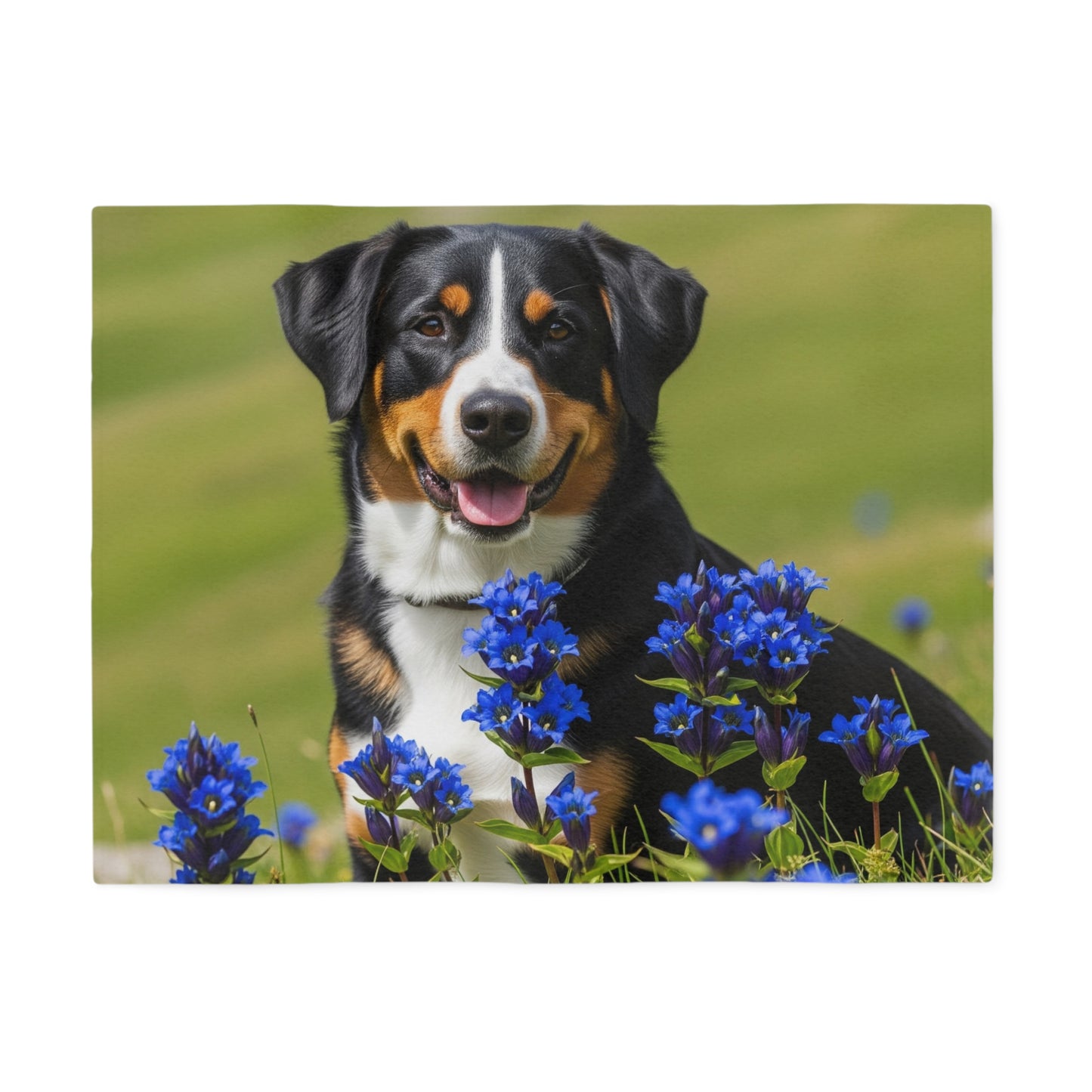 Appenzeller Sennenhund Sweatshirt Blanket
