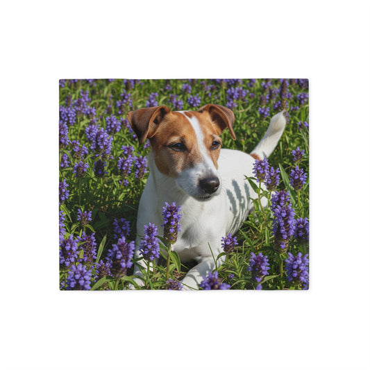 Jack Russell Terrier Sweatshirt Blanket