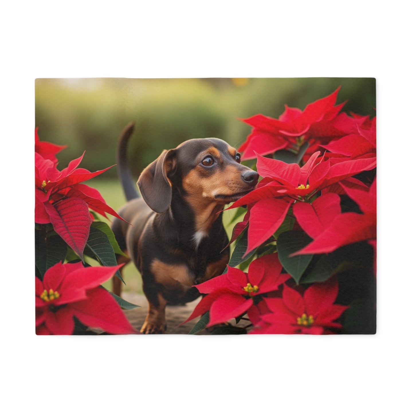 Chiweenie Sweatshirt Blanket