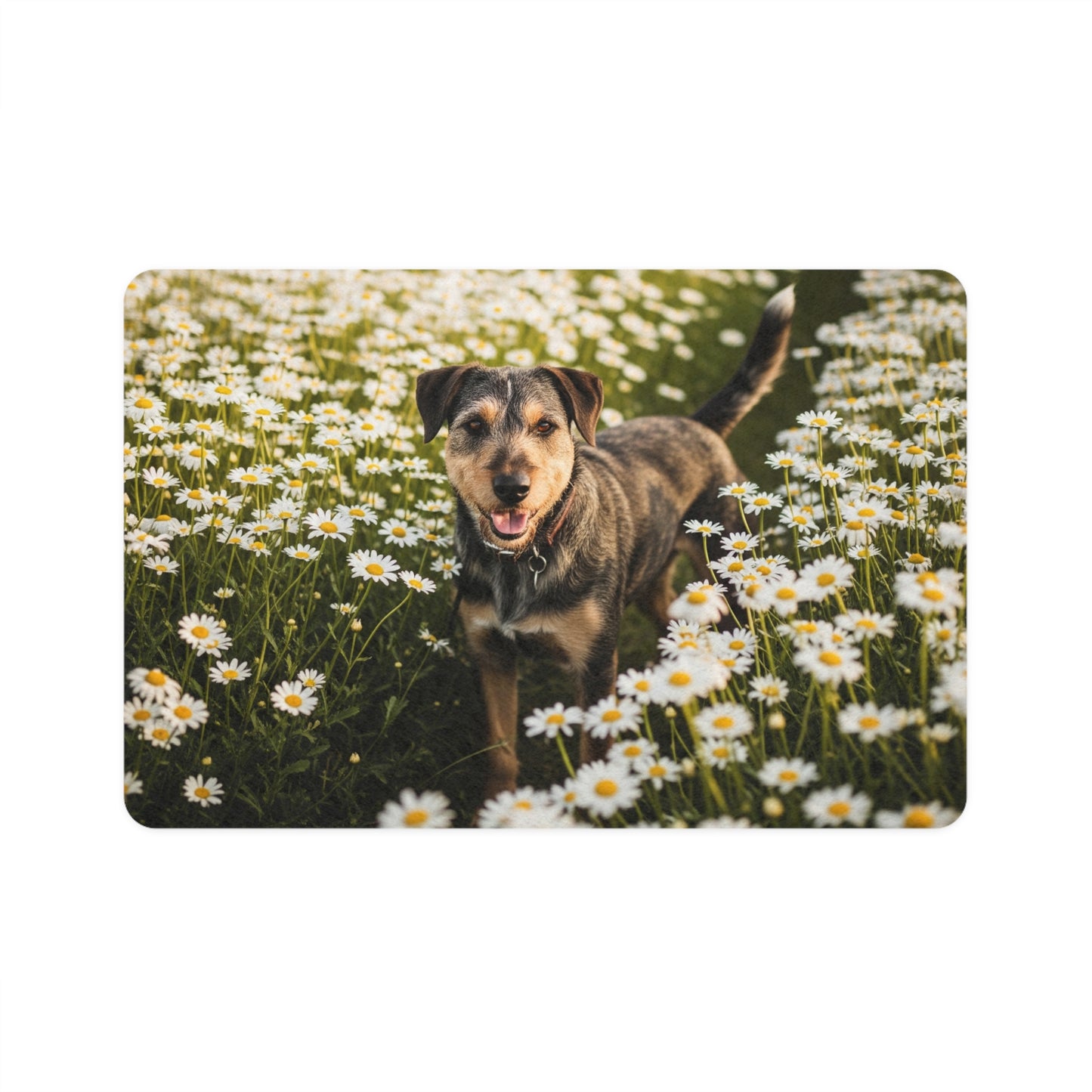 Pet Food Mat (12x18) - Danish-Swedish Farmdog