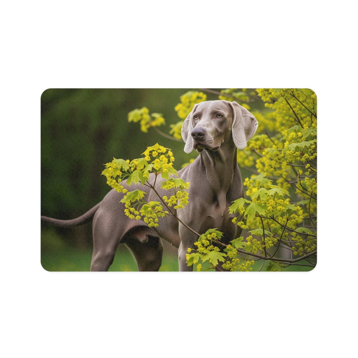 Pet Food Mat (12x18) - Weimaraner